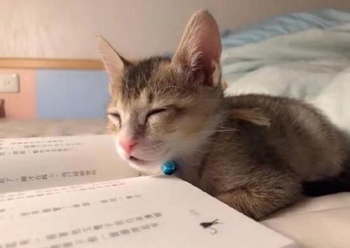 ʿlIՓĉ