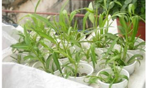 陽臺水培菜園可評職稱專利申請
